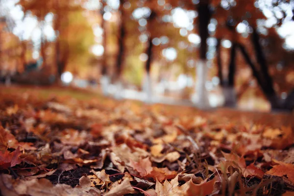 Tle liści jesienią w parku — Zdjęcie stockowe