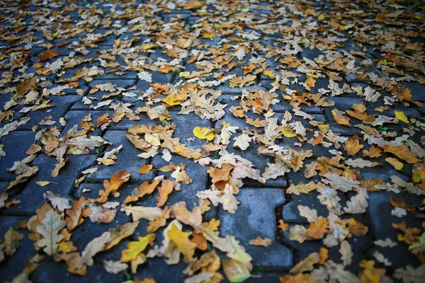 Sfondo di foglie cadute — Foto Stock