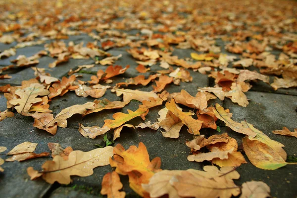 Bakgrund av fallna blad — Stockfoto