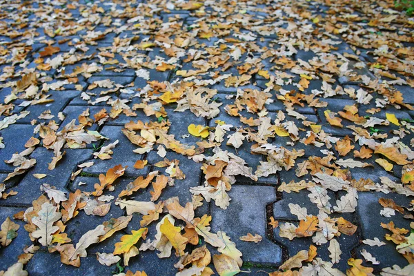 道路に黄色の葉を乾燥 — ストック写真