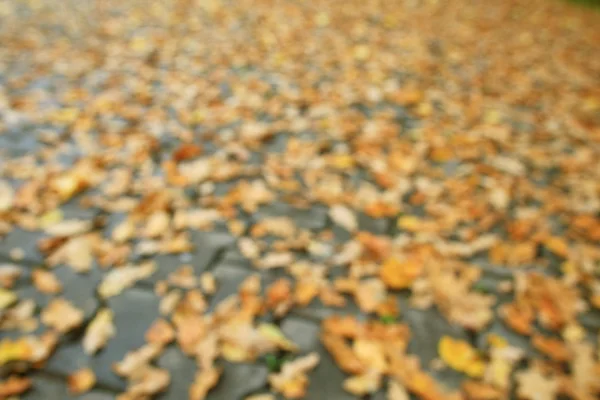 Background of fallen leaves — Stock Photo, Image