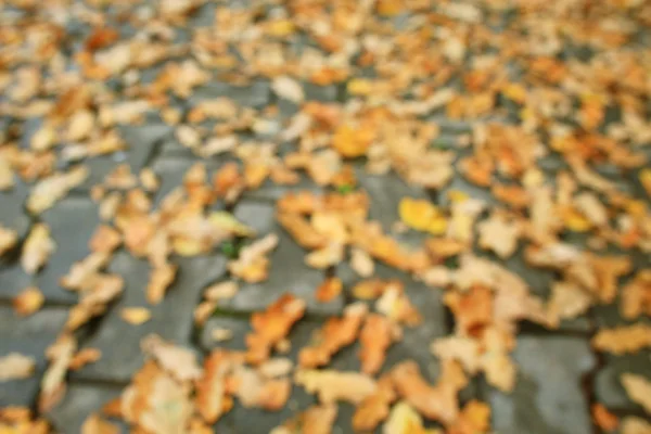 Background of fallen leaves — Stock Photo, Image