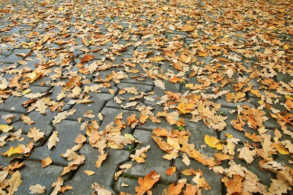Fundo de folhas caídas — Fotografia de Stock