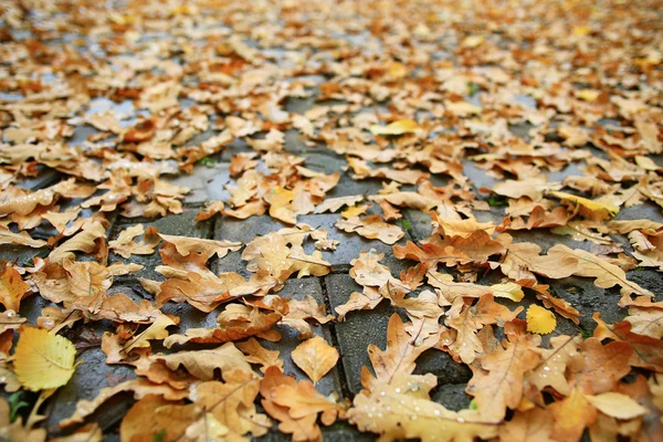 Caduto giallo autunno foglie fondo — Foto Stock