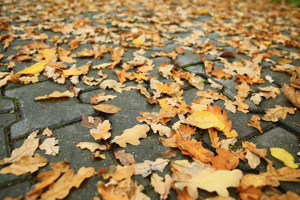 Feuilles sur l'asphalte dans la ville — Photo