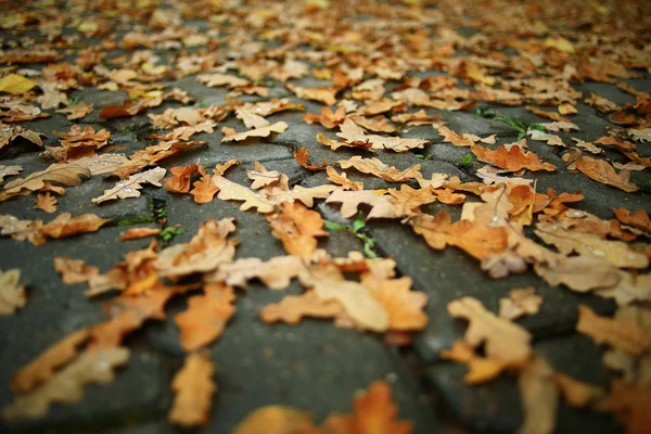 Dry yellow leaves on road — Stock Photo, Image