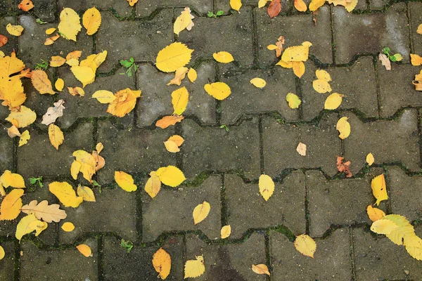 Concepto otoño viene a la ciudad — Foto de Stock