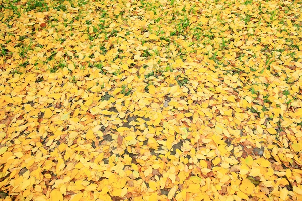 Autumn texture of yellow fallen leaves — Stock Photo, Image