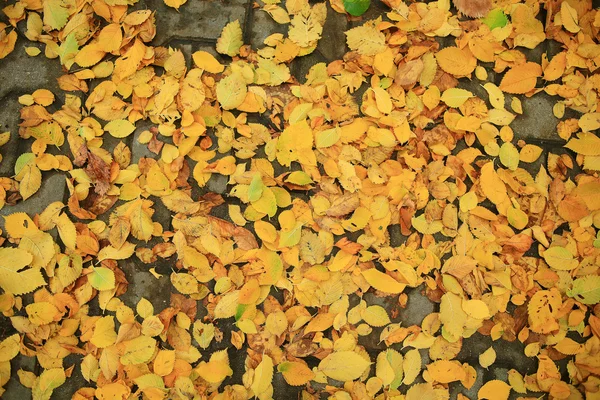 Autumn texture of yellow fallen leaves — Stock Photo, Image