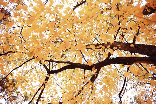 Ramas de árboles miran hacia arriba fondo otoño — Foto de Stock