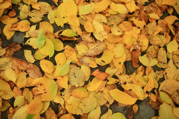 Őszi levelek háttér — Stock Fotó