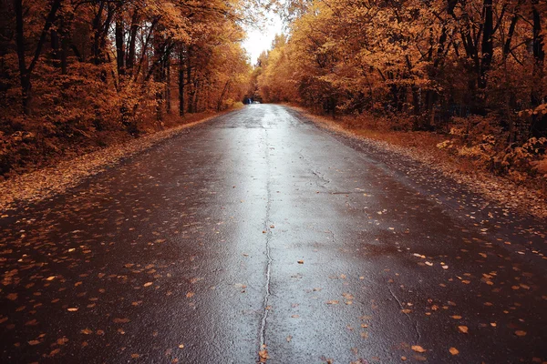 Estrada molhada do outono na floresta — Fotografia de Stock