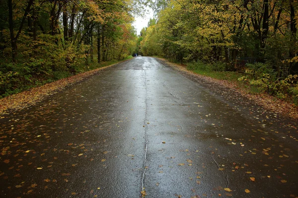 Ormandaki ıslak sonbahar yol — Stok fotoğraf