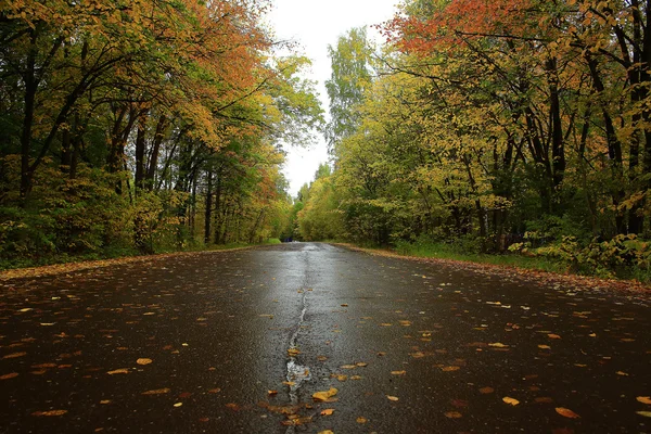 Orman arasında ıslak sonbahar yol — Stok fotoğraf