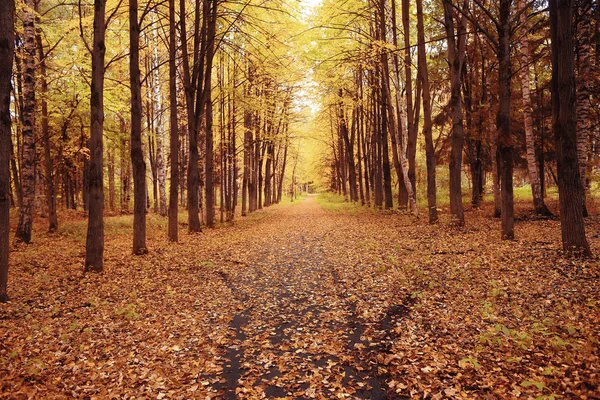 Fondo en el soleado parque de otoño —  Fotos de Stock