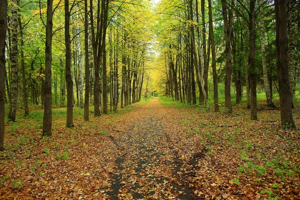 Landskapet hösten i en gyllene skog — Stockfoto