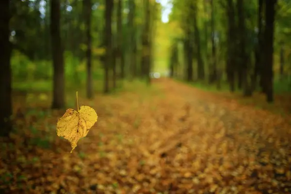 Landskapet hösten i en gyllene skog — Stockfoto