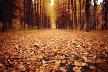 arka plan ağaç ormandaki