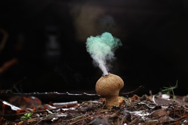 Puffball fungus spores reproduction smoke mushroom clipart