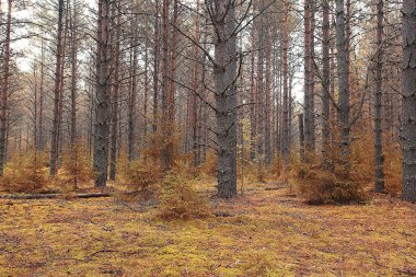 sonbahar park peyzaj ağaçları ile