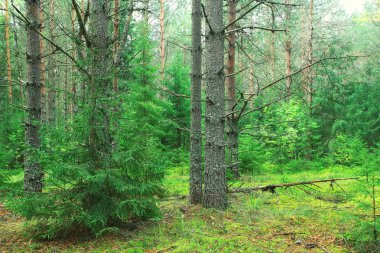 Yaz yoğun orman manzara