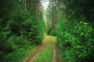 Yaz aylarında şehir park peyzaj