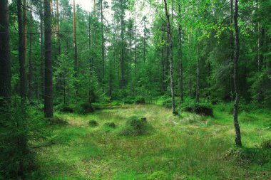 Yaz aylarında şehir park peyzaj