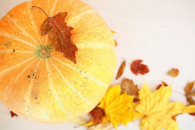 Hala sarı sonbahar yaprakları