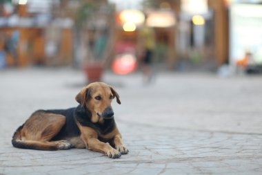 Oldukça neşeli melez köpek dış