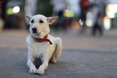 Oldukça neşeli melez köpek dış