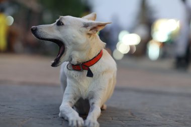Oldukça neşeli melez köpek dış