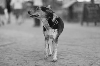 Oldukça neşeli melez köpek dış