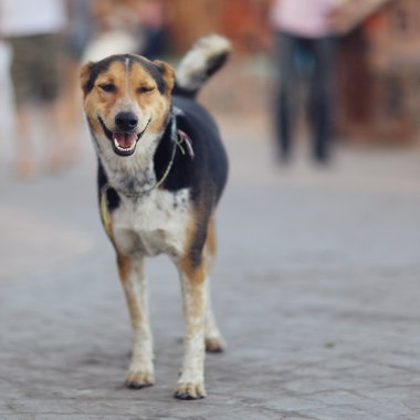 Oldukça neşeli melez köpek dış