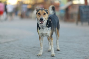 Oldukça neşeli melez köpek dış
