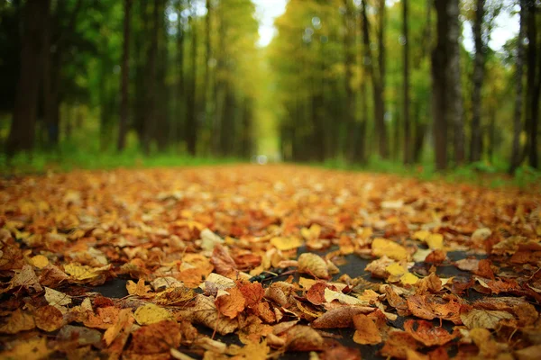 ゴールデン フォレスト内の風景秋 — ストック写真