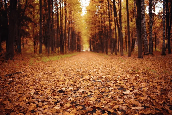 Autumn in a golden forest — Stock Photo, Image