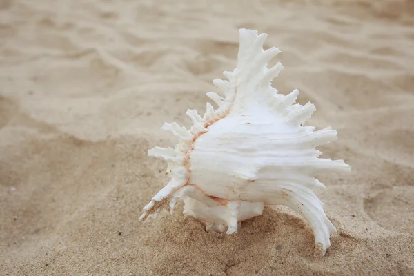 Conch på en sandstrand — Stockfoto