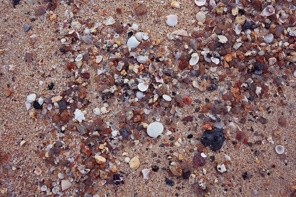 Snäckor och stenar på stranden — Stockfoto