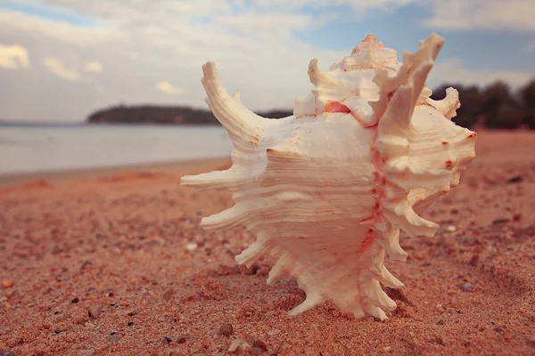 Conch på en sandstrand — Stockfoto