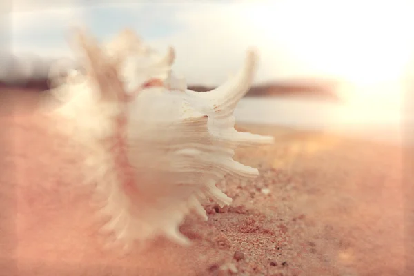 Kumlu bir plaj tropikal deniz kabuğu — Stok fotoğraf