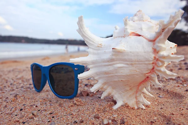 Concha em uma praia arenosa — Fotografia de Stock