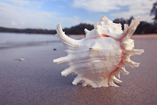 Conch på en sandstrand — Stockfoto