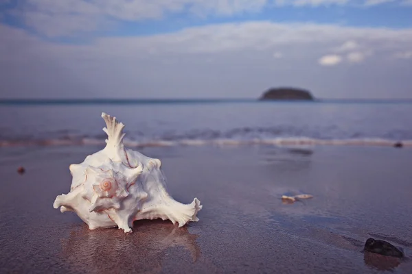 Conch på en sandstrand — Stockfoto