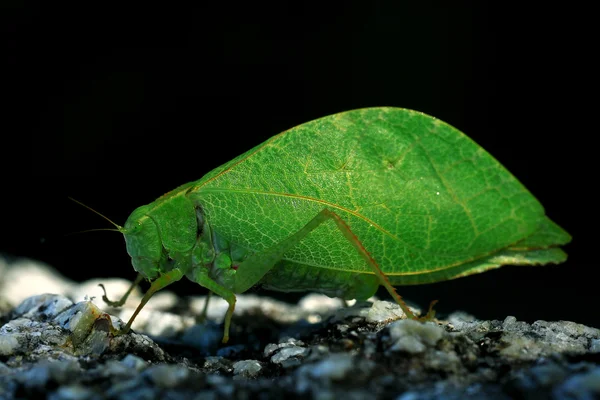 Grasshopper imita folha de árvore — Fotografia de Stock