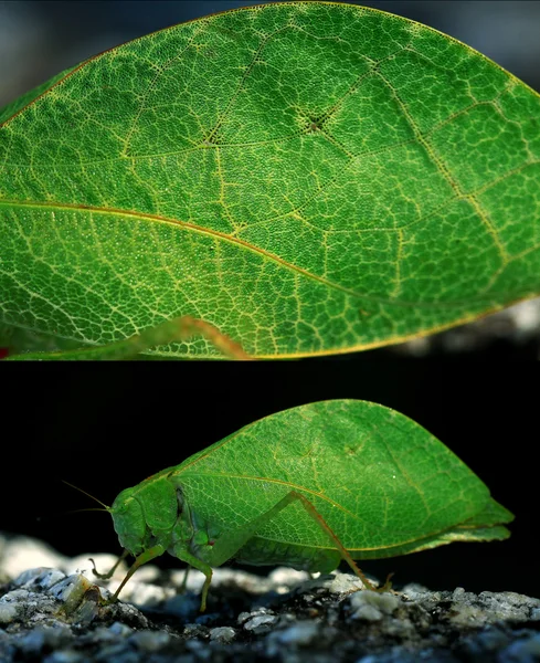 Grasshopper imita folha de árvore — Fotografia de Stock