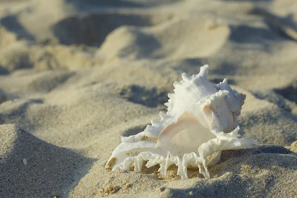 Tropisk conch på en sandstrand — Stockfoto