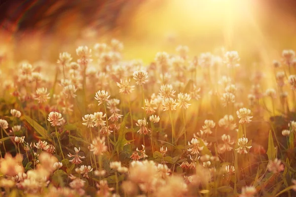 Nyári táj háttér nap sugarai virágok — Stock Fotó