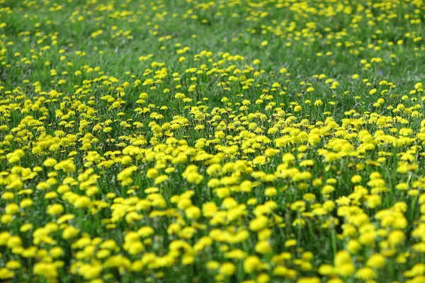 野の野の花 — ストック写真