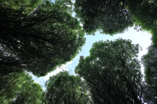 Summer forest trees looking up — Stock Photo, Image