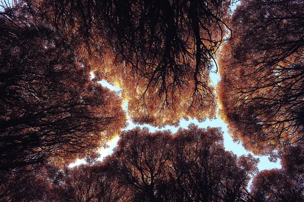 Automne ciel feuilles fond — Photo